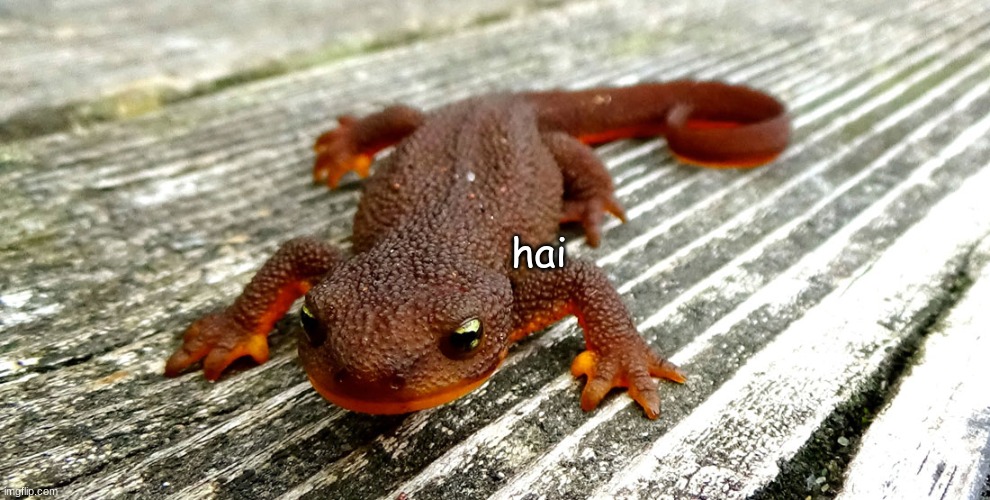 hai | made w/ Imgflip meme maker