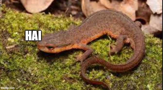 HAI | made w/ Imgflip meme maker