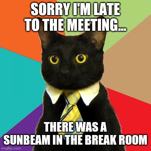 Business Cat Meme | SORRY I'M LATE TO THE MEETING... THERE WAS A SUNBEAM IN THE BREAK ROOM | image tagged in memes,business cat | made w/ Imgflip meme maker