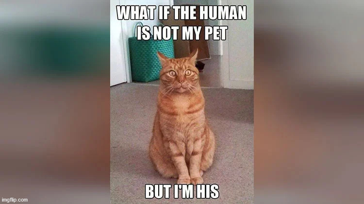 Nah that will never happen... right | image tagged in cats,memes,what if | made w/ Imgflip meme maker