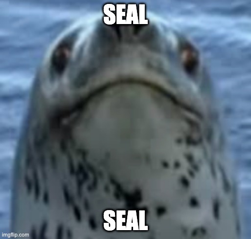 Seal | SEAL; SEAL | image tagged in seal | made w/ Imgflip meme maker