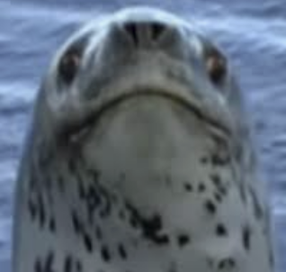 Confused Seal Blank Meme Template