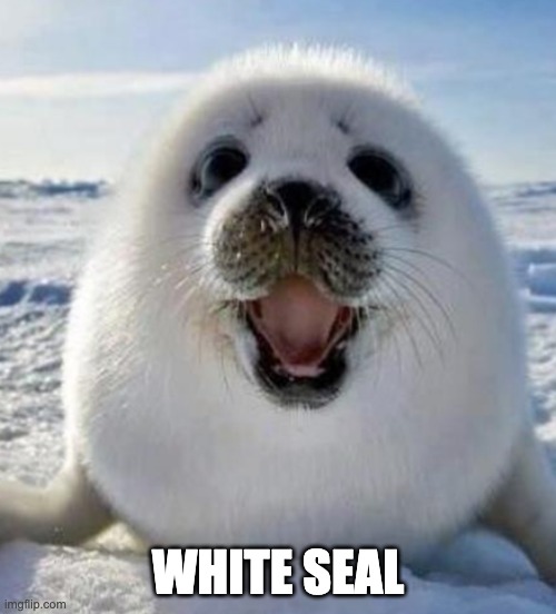 WHITE SEAL | made w/ Imgflip meme maker