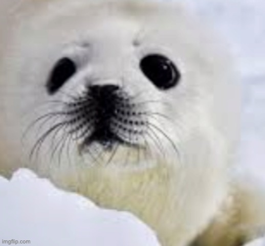 Cute Harp Seal | image tagged in seal | made w/ Imgflip meme maker