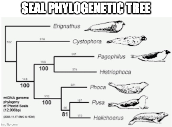 SEAL PHYLOGENETIC TREE | made w/ Imgflip meme maker