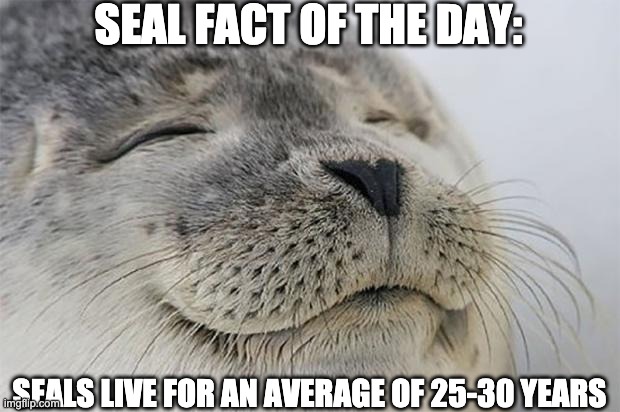 Satisfied Seal | SEAL FACT OF THE DAY:; SEALS LIVE FOR AN AVERAGE OF 25-30 YEARS | image tagged in memes,satisfied seal | made w/ Imgflip meme maker