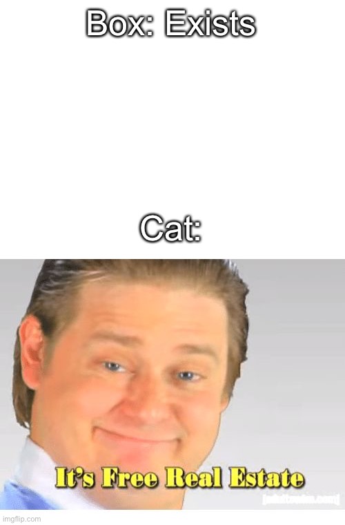 E | Box: Exists; Cat: | image tagged in blank white template,it's free real estate | made w/ Imgflip meme maker