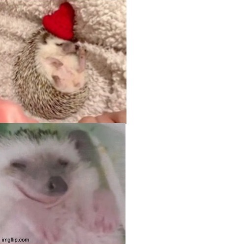 Drake hotline bling hedgehog | image tagged in drake hotline bling hedgehog | made w/ Imgflip meme maker