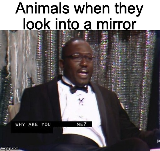 Why are you booing me? I'm right. | Animals when they look into a mirror | image tagged in why are you booing me i'm right | made w/ Imgflip meme maker