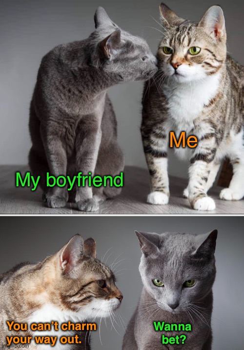 If I Win, He’ll Say It’s Because He Let Me | Me; My boyfriend; You can’t charm 
your way out. Wanna 
bet? | image tagged in funny memes,funny cat memes,funny,cats,funny cats | made w/ Imgflip meme maker