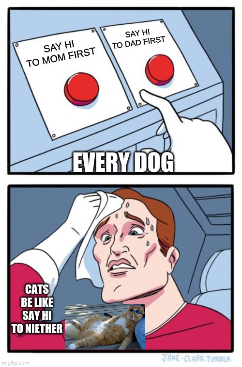 Two Buttons Meme | SAY HI TO DAD FIRST; SAY HI TO MOM FIRST; EVERY DOG; CATS BE LIKE SAY HI TO NIETHER | image tagged in memes,two buttons | made w/ Imgflip meme maker