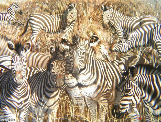What do you see first? | image tagged in lion,zebra | made w/ Imgflip meme maker