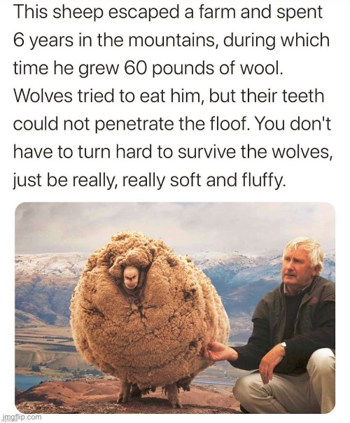 This sheep gets me | image tagged in sheep,shrek,aww,memes,gifs,funny memes | made w/ Imgflip meme maker