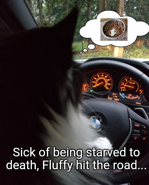 Fluffy hits the road | Sick of being starved to death, Fluffy hit the road... | image tagged in cats,lolcats | made w/ Imgflip meme maker