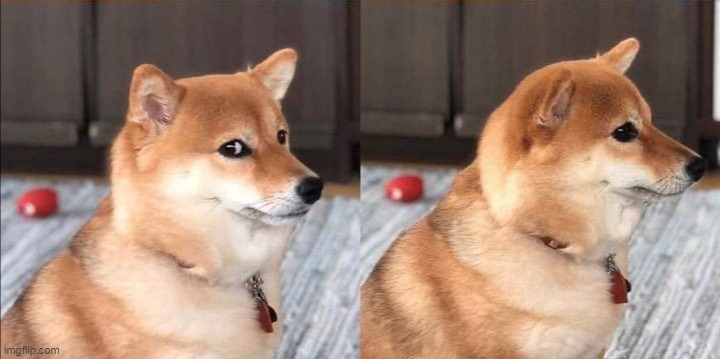 Doge looking awkwardly | image tagged in doge looking awkwardly | made w/ Imgflip meme maker