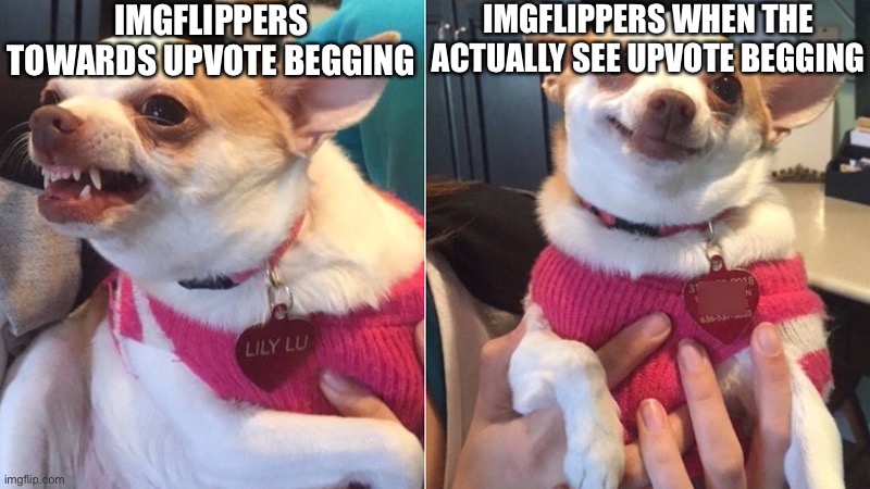 Lily Lu | IMGFLIPPERS TOWARDS UPVOTE BEGGING; IMGFLIPPERS WHEN THE ACTUALLY SEE UPVOTE BEGGING | image tagged in lily lu | made w/ Imgflip meme maker