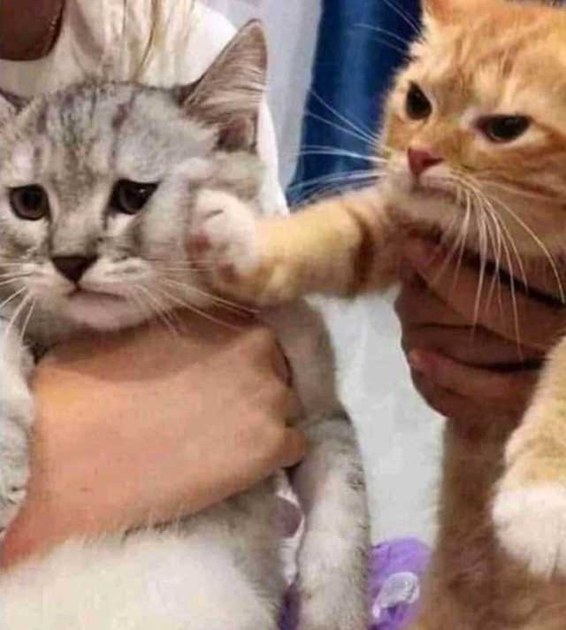 Kitten pushes other kitten. Blank Meme Template