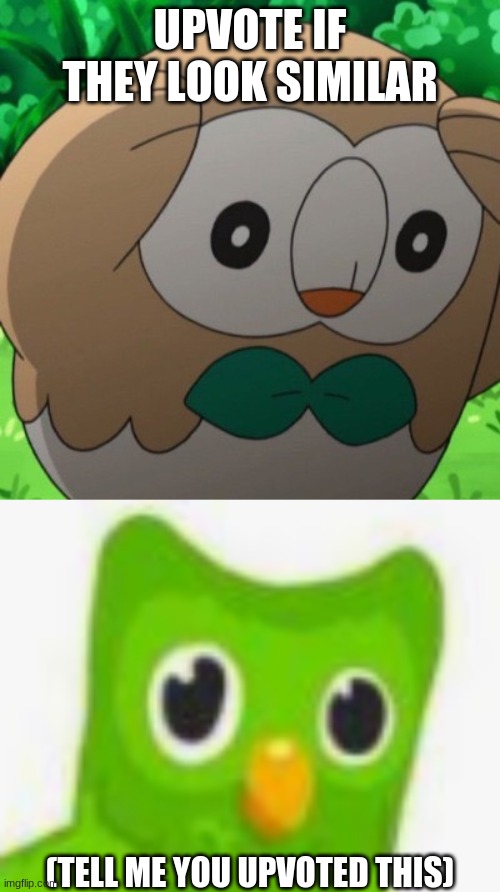  UPVOTE IF THEY LOOK SIMILAR; (TELL ME YOU UPVOTED THIS) | image tagged in rowlet meme template | made w/ Imgflip meme maker