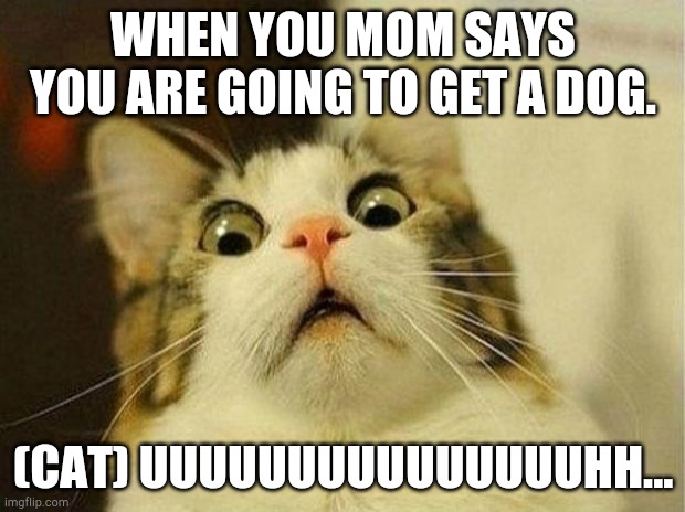 Your cat is Upset you r going 2 get a dog | WHEN YOU MOM SAYS YOU ARE GOING TO GET A DOG. (CAT) UUUUUUUUUUUUUUUHH... | image tagged in memes,scared cat | made w/ Imgflip meme maker