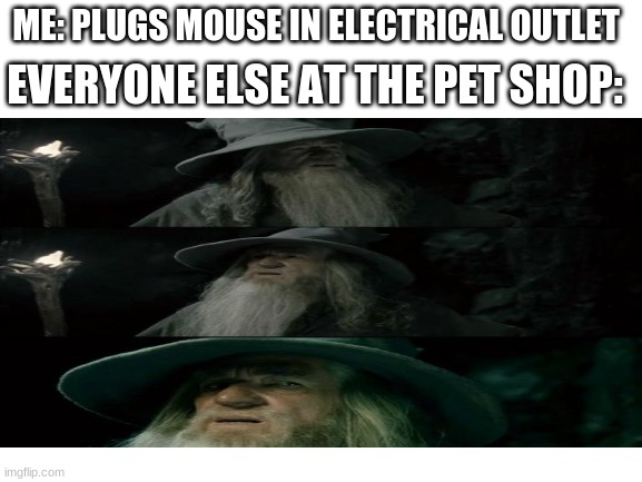 Wait... | ME: PLUGS MOUSE IN ELECTRICAL OUTLET; EVERYONE ELSE AT THE PET SHOP: | image tagged in ganondorf,hol up,mouse | made w/ Imgflip meme maker