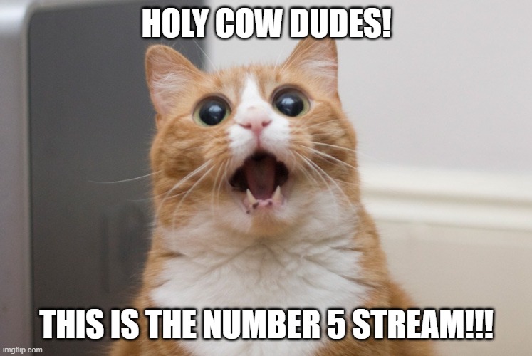 WHAT'D Y'ALL DO!!! | HOLY COW DUDES! THIS IS THE NUMBER 5 STREAM!!! | image tagged in amazed cat,memes,congrats,ms memer group | made w/ Imgflip meme maker