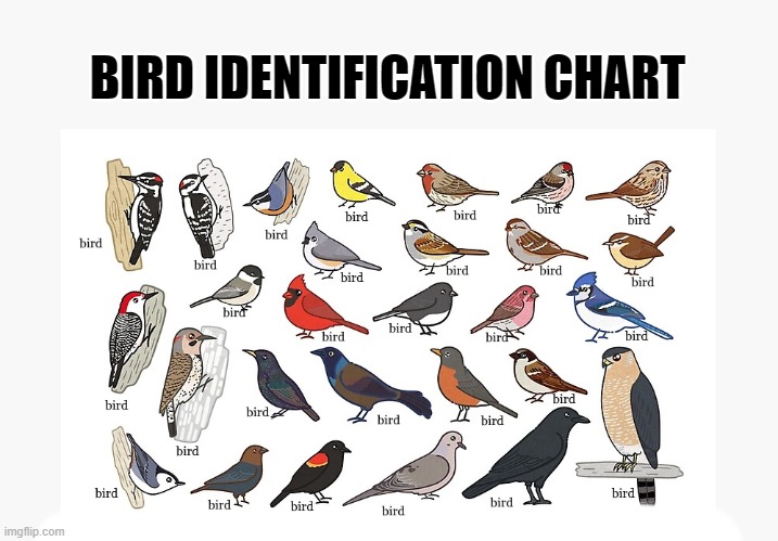 bird identification chart |  BIRD IDENTIFICATION CHART | image tagged in poster,birds | made w/ Imgflip meme maker