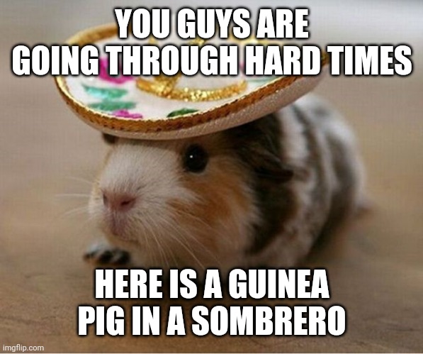 Sombrero Guinea Pig | YOU GUYS ARE GOING THROUGH HARD TIMES; HERE IS A GUINEA PIG IN A SOMBRERO | image tagged in sombrero guinea pig | made w/ Imgflip meme maker