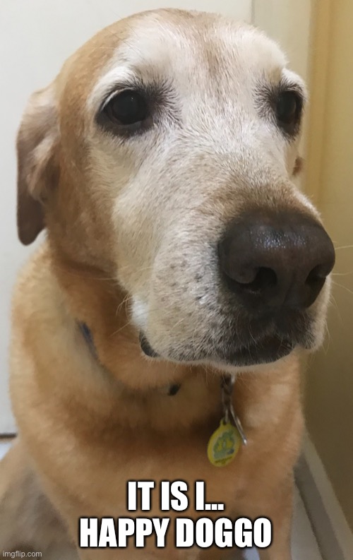 Behold one of the few things keeping me happy. | IT IS I... HAPPY DOGGO | made w/ Imgflip meme maker