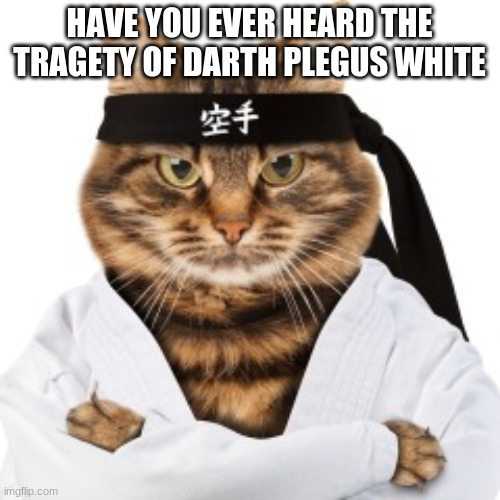 Karate cat | HAVE YOU EVER HEARD THE TRAGEDY OF DARTH PLEGUS WHITE | image tagged in karate cat | made w/ Imgflip meme maker