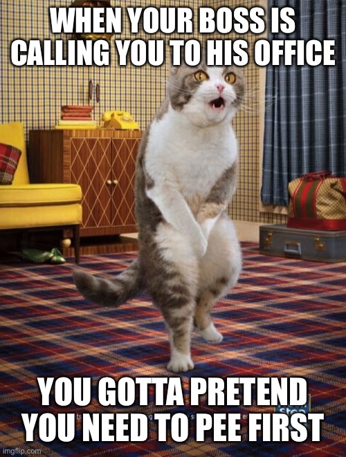 Gotta go cat | WHEN YOUR BOSS IS CALLING YOU TO HIS OFFICE; YOU GOTTA PRETEND YOU NEED TO PEE FIRST | image tagged in memes,gotta go cat | made w/ Imgflip meme maker