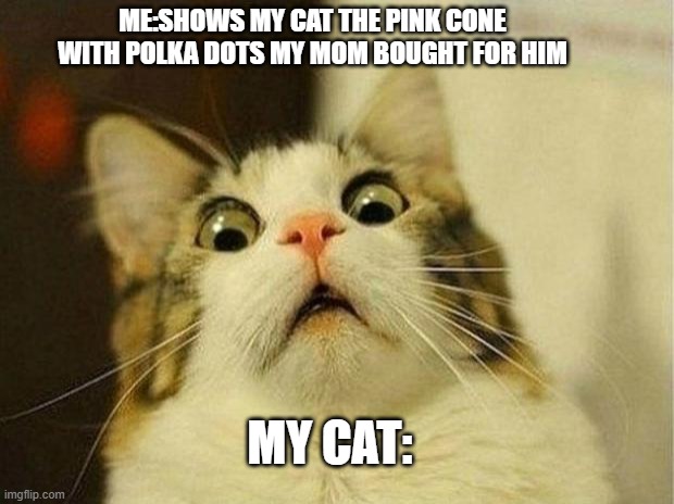 Scared Cat | ME:SHOWS MY CAT THE PINK CONE WITH POLKA DOTS MY MOM BOUGHT FOR HIM; MY CAT: | image tagged in memes,scared cat | made w/ Imgflip meme maker