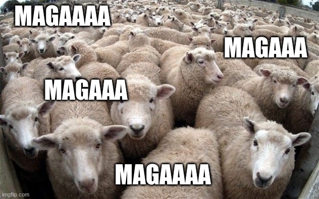 sheeple | MAGAAAA MAGAAA MAGAAA MAGAAAA | image tagged in sheeple | made w/ Imgflip meme maker