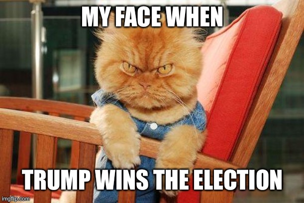 mad cat | MY FACE WHEN; TRUMP WINS THE ELECTION | image tagged in mad cat,cats,funny memes,memes | made w/ Imgflip meme maker