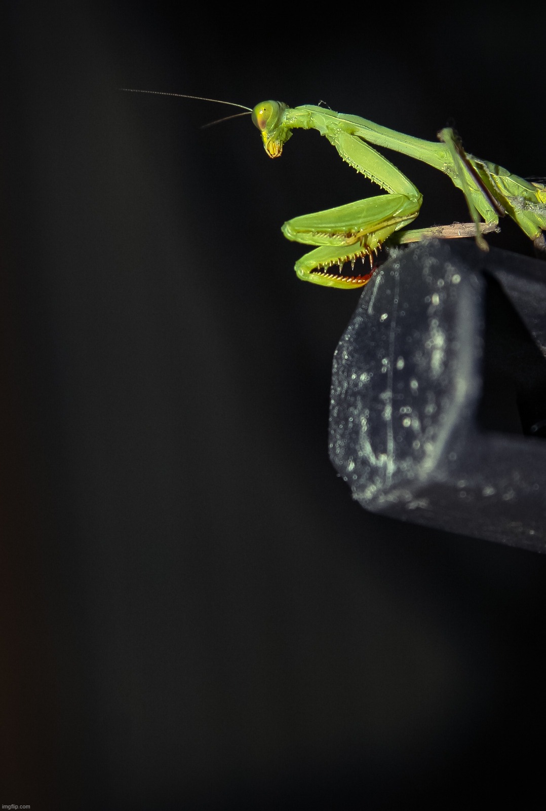 Found this critter scamping around in my back yard. That's a broom handle it's on. | image tagged in original photography,praying mantis,green,stalking,egos | made w/ Imgflip meme maker