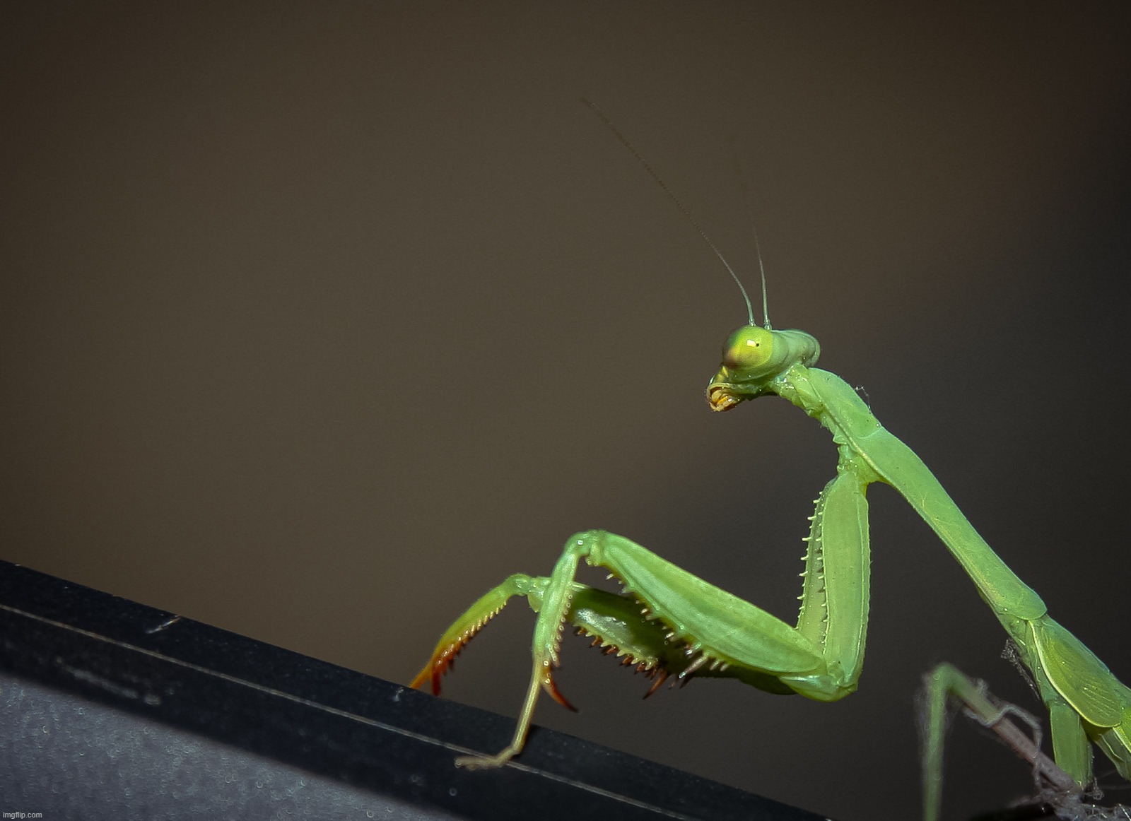 Another view of the mantis climbing the broomstick | image tagged in original photography,egos,praying mantis,green,broom | made w/ Imgflip meme maker