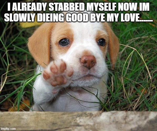 bye :( | I ALREADY STABBED MYSELF NOW IM SLOWLY DIEING GOOD BYE MY LOVE....... | image tagged in dog puppy bye | made w/ Imgflip meme maker