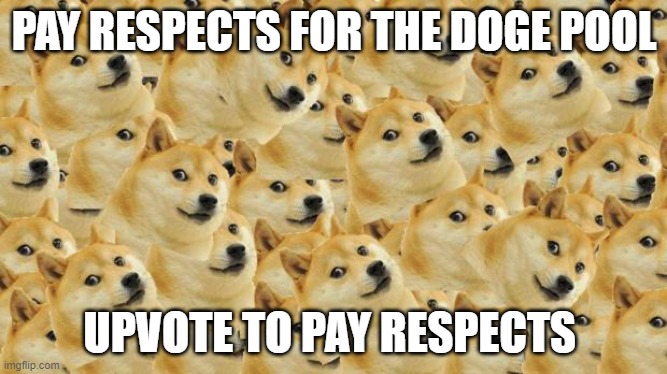 doge pool |  PAY RESPECTS FOR THE DOGE POOL; UPVOTE TO PAY RESPECTS | image tagged in memes,multi doge,doge | made w/ Imgflip meme maker