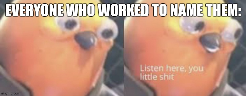 Listen here you little shit bird | EVERYONE WHO WORKED TO NAME THEM: | image tagged in listen here you little shit bird | made w/ Imgflip meme maker