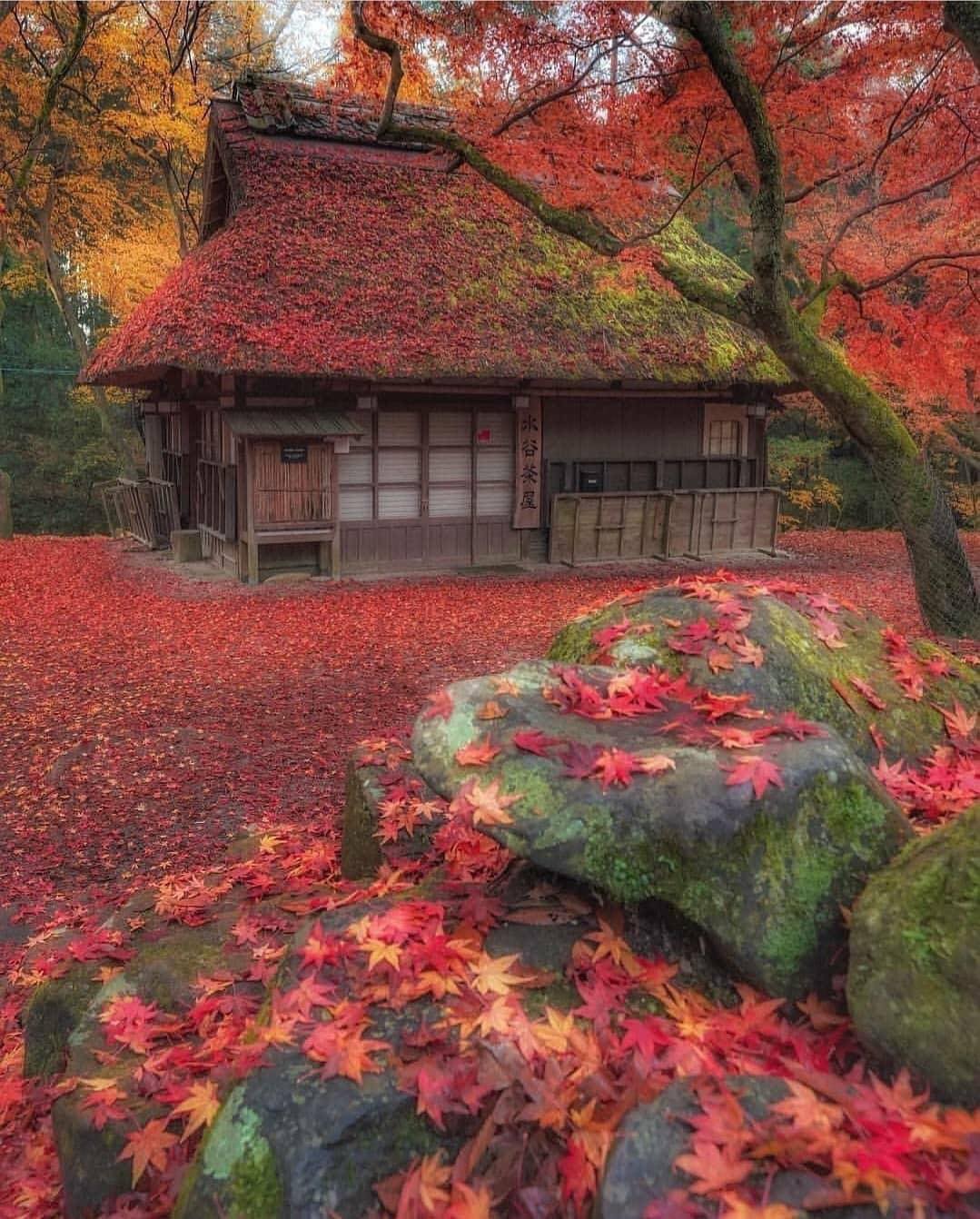 High Quality Autumn in Japan Blank Meme Template