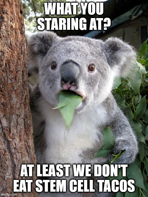 Surprised Koala Meme | WHAT YOU STARING AT? AT LEAST WE DON'T EAT STEM CELL TACOS | image tagged in memes,surprised koala | made w/ Imgflip meme maker