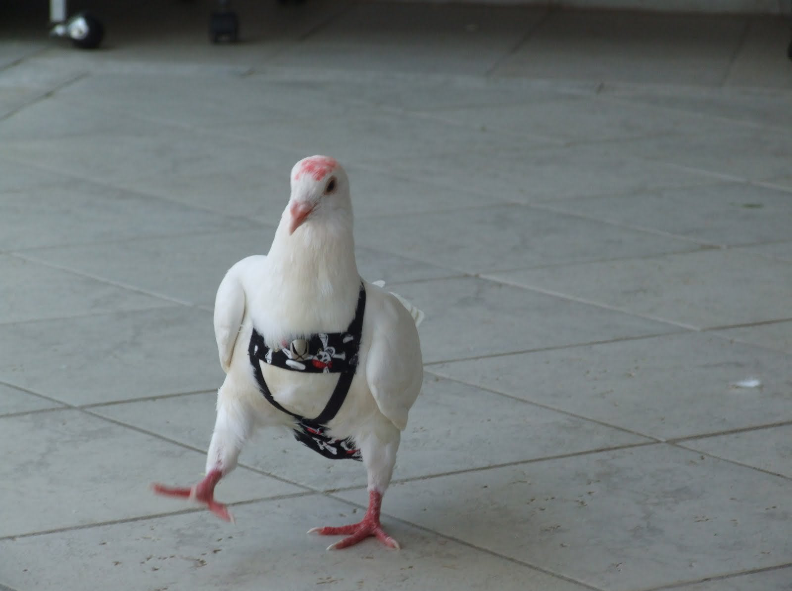 Pigeon with strap on Blank Meme Template