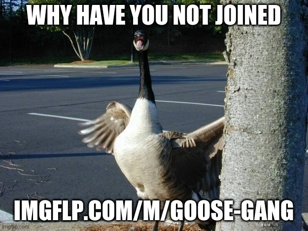 join now! | WHY HAVE YOU NOT JOINED; IMGFLP.COM/M/GOOSE-GANG | image tagged in hell geese,geese vs ducks | made w/ Imgflip meme maker