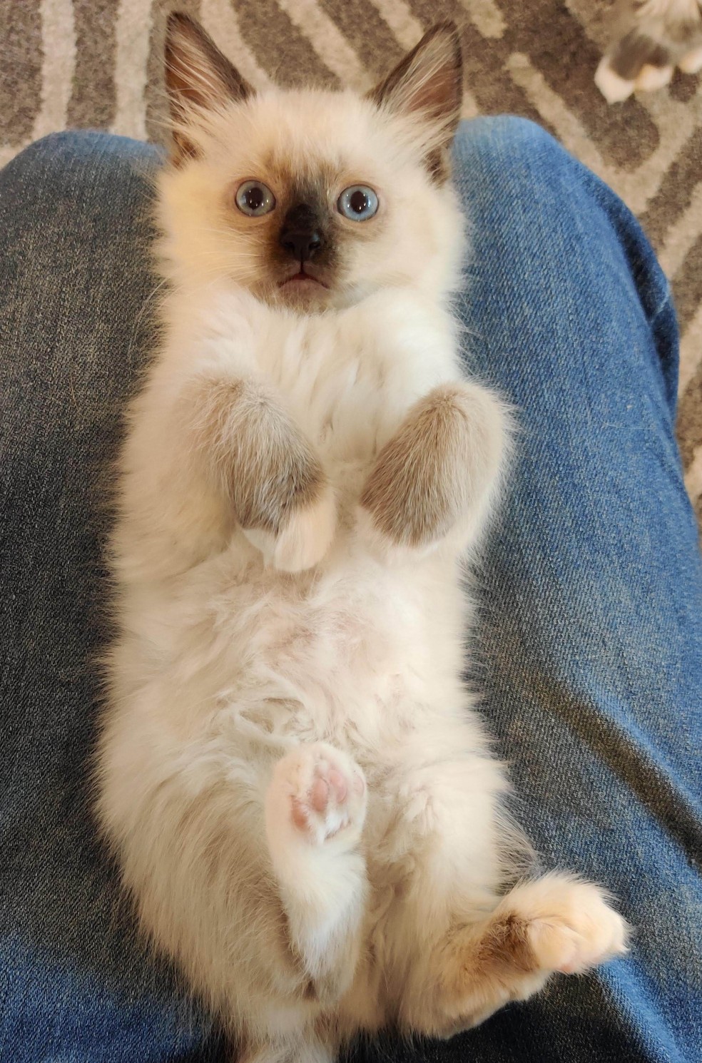 High Quality rubs Blank Meme Template