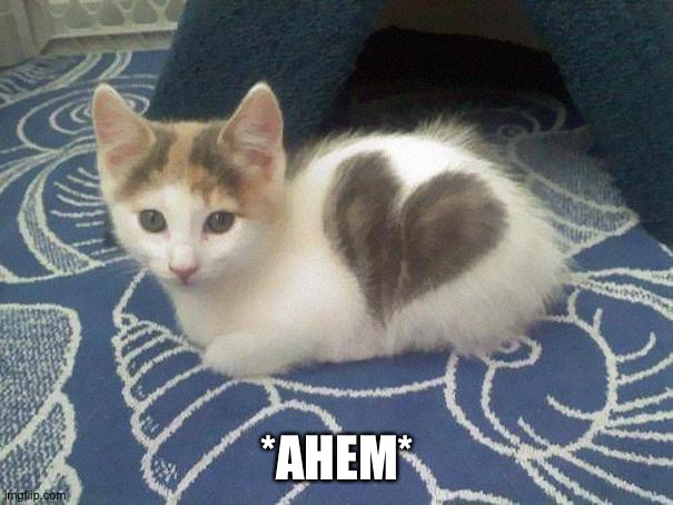 cute cat heart | *AHEM* | image tagged in cute cat heart | made w/ Imgflip meme maker