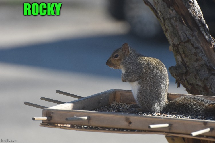 ROCKY | made w/ Imgflip meme maker