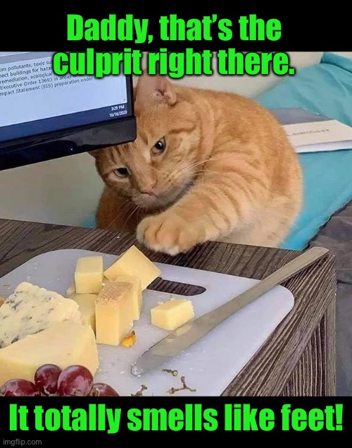 Stinky Cheese, Man! | Daddy, that’s the culprit right there. It totally smells like feet! | image tagged in funny memes,funny cat memes,funny,cats,funny cats | made w/ Imgflip meme maker