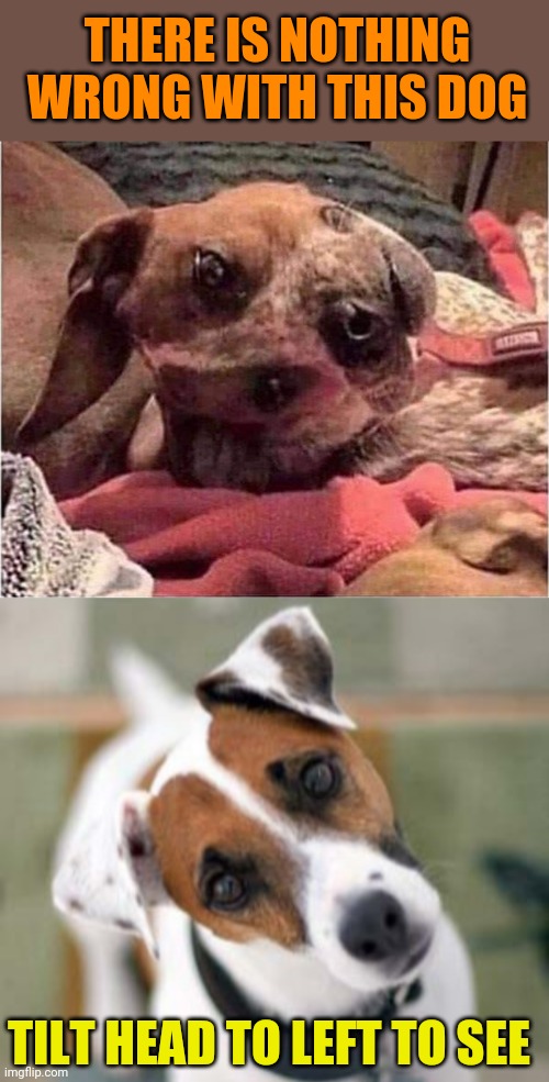 Puppy Perspective | THERE IS NOTHING WRONG WITH THIS DOG; TILT HEAD TO LEFT TO SEE | image tagged in dogs,funny picture,optical illusion,perspective | made w/ Imgflip meme maker