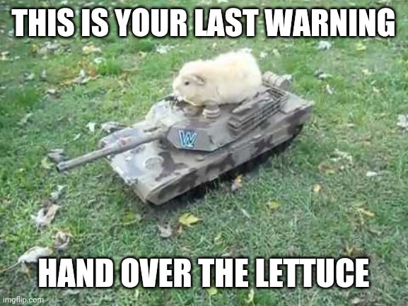 Guinea pig tank | THIS IS YOUR LAST WARNING; HAND OVER THE LETTUCE | image tagged in guinea pig tank,memes,funny,guinea pig,guinea pigs | made w/ Imgflip meme maker