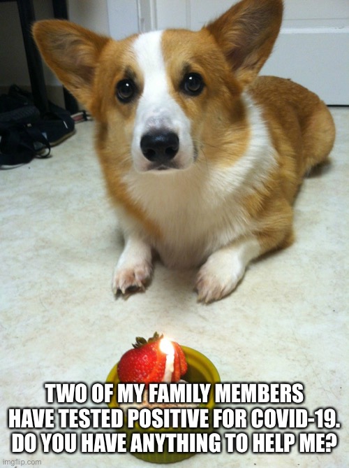Sad Corgi | TWO OF MY FAMILY MEMBERS HAVE TESTED POSITIVE FOR COVID-19. DO YOU HAVE ANYTHING TO HELP ME? | image tagged in sad corgi,corona virus | made w/ Imgflip meme maker
