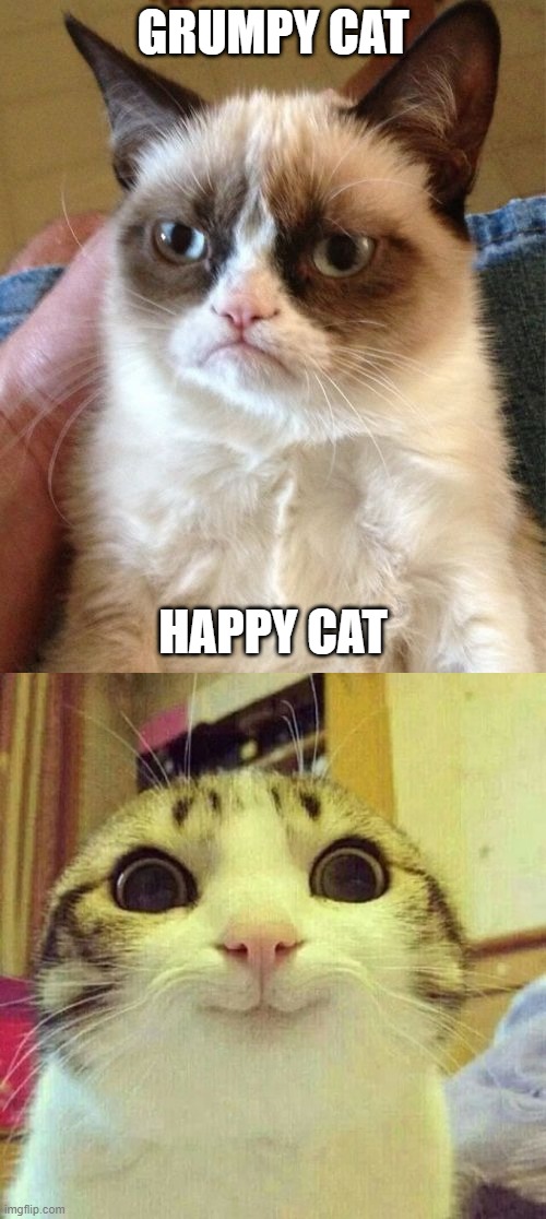 GRUMPY CAT; HAPPY CAT | image tagged in memes,grumpy cat | made w/ Imgflip meme maker